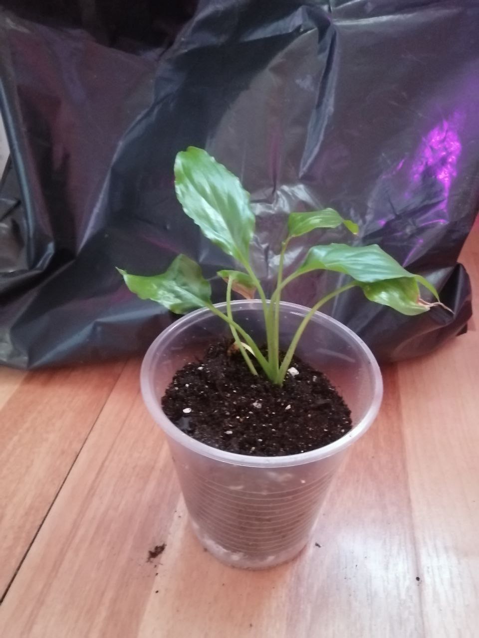 Продаётся спатифиллум и пахистахис - Для дома и дачи в Ульяновск - фото 3