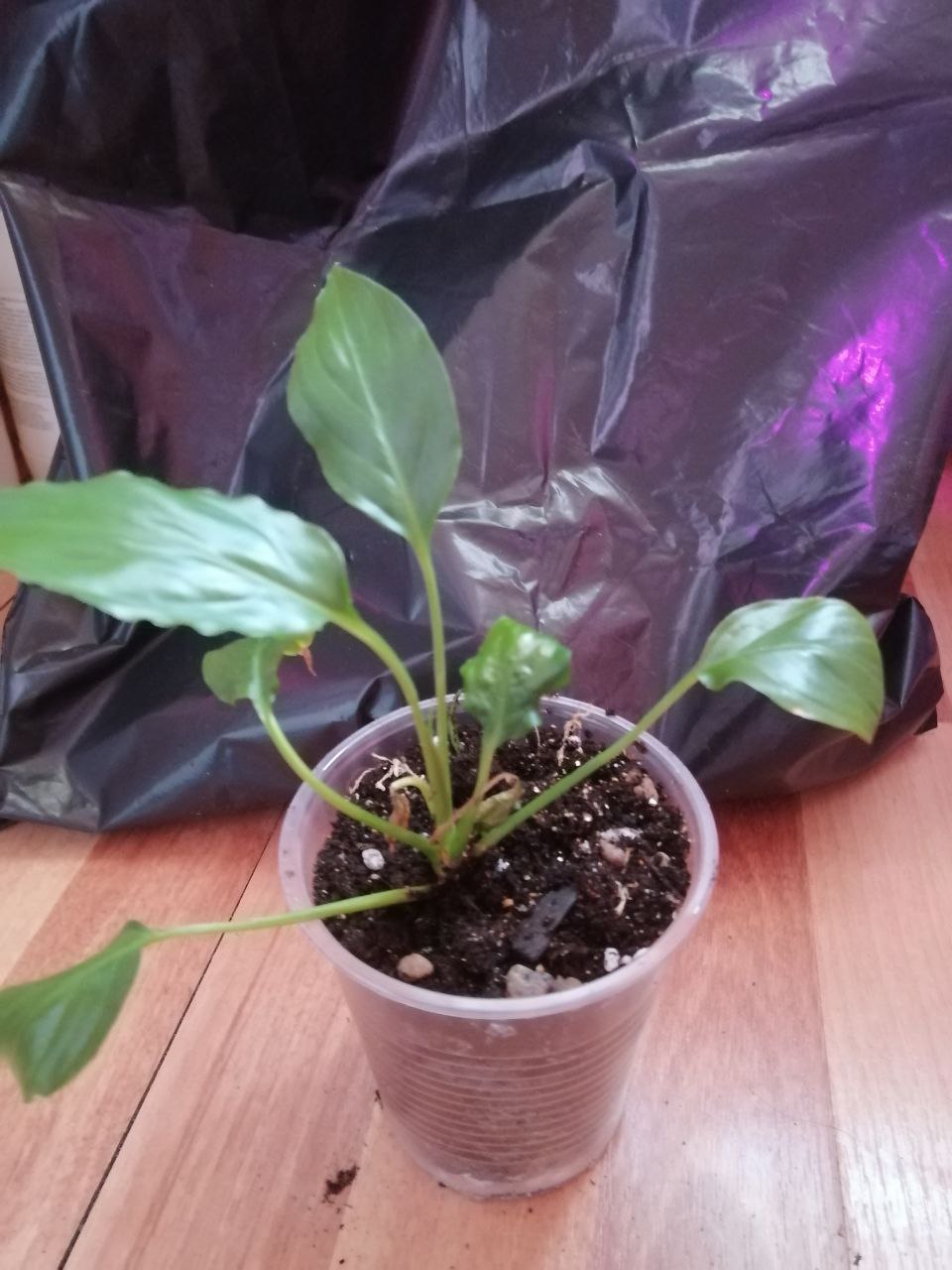 Продаётся спатифиллум и пахистахис - Для дома и дачи в Ульяновск - фото 4