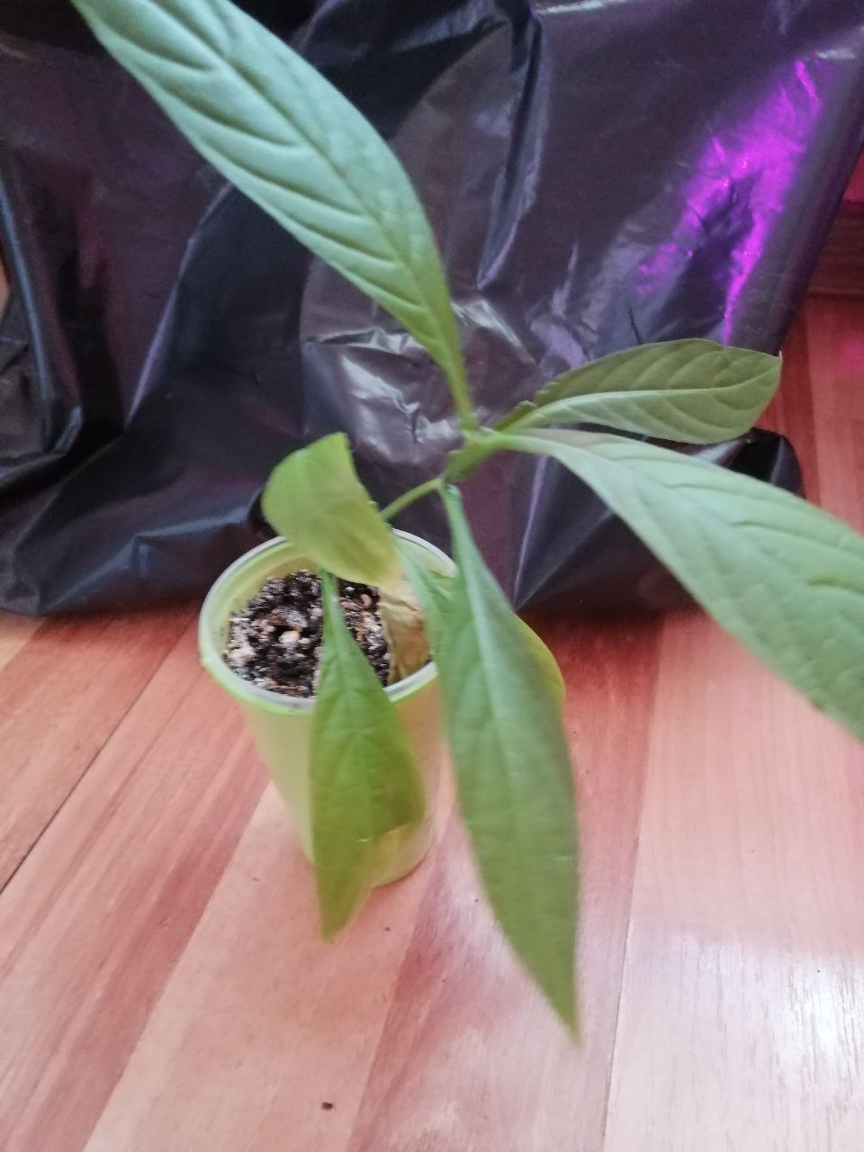 Продаётся спатифиллум и пахистахис - Для дома и дачи в Ульяновск - фото 5