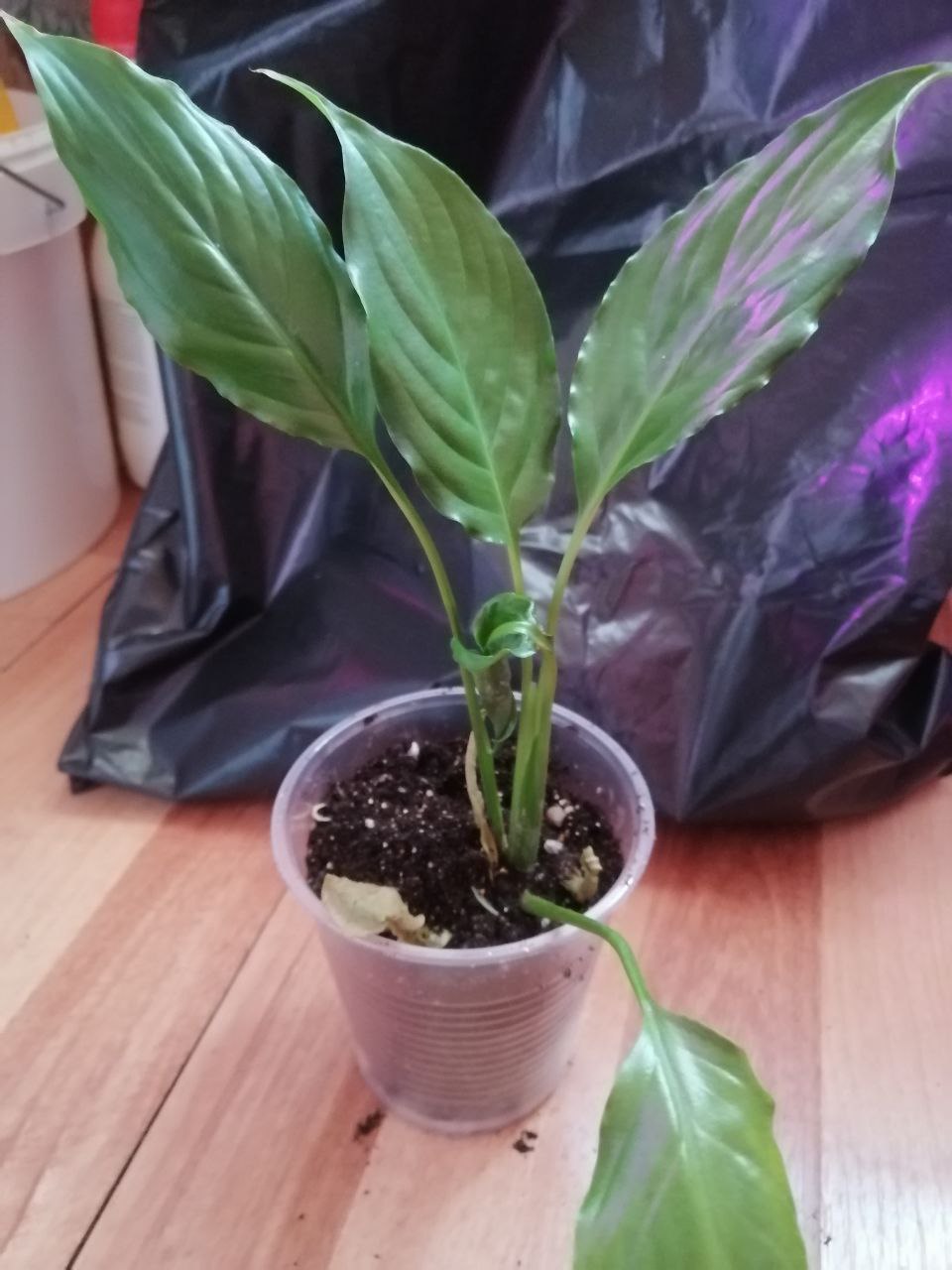 Продаётся спатифиллум и пахистахис - Для дома и дачи в Ульяновск - фото 6
