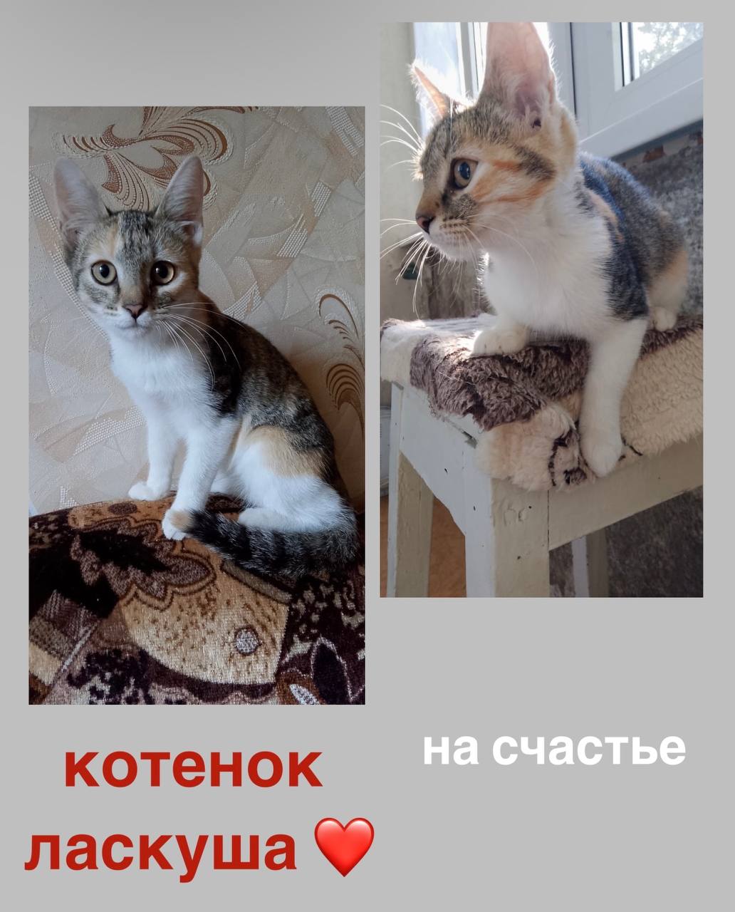 Отдам котёнка найдёныша в добрые руки - частное объявление в Казань