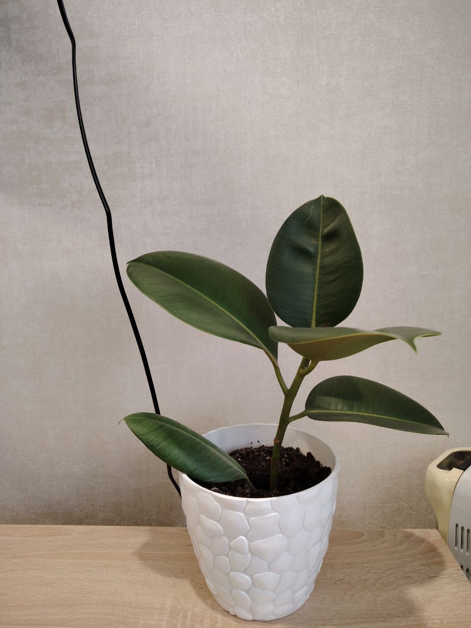 Продам фикус с горшком - частное объявление в Барнаул