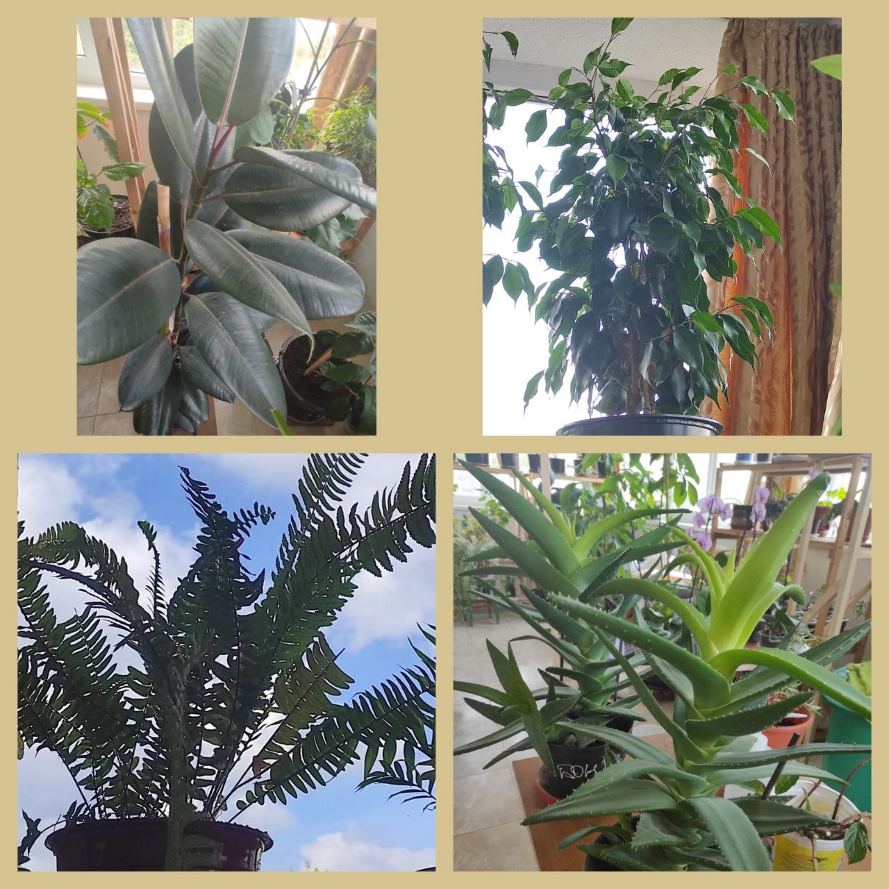 Продажа комнатных растений - частное объявление в Геленджик