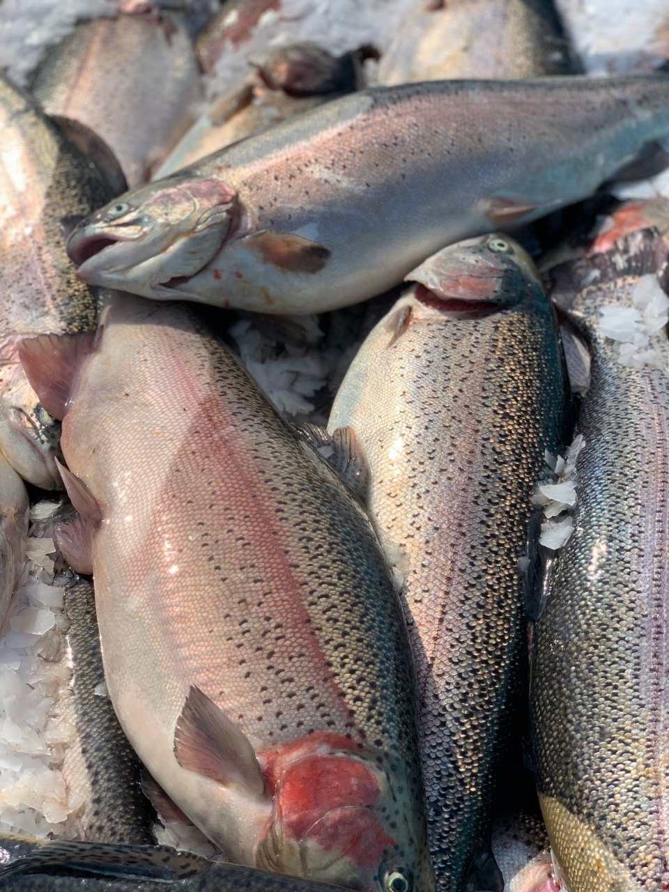 Привоз свежевыловленной форели - частное объявление в Новороссийск