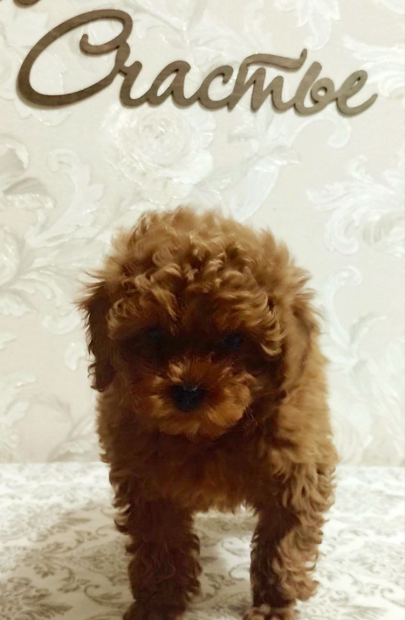 Щенки тикап для доброй семьи - Животные в Тюмень - фото 3