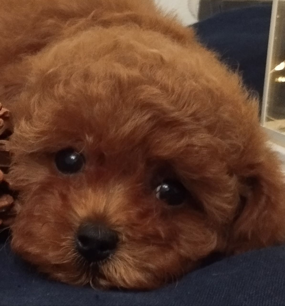 Щенки тикап для доброй семьи - Животные в Тюмень - фото 4