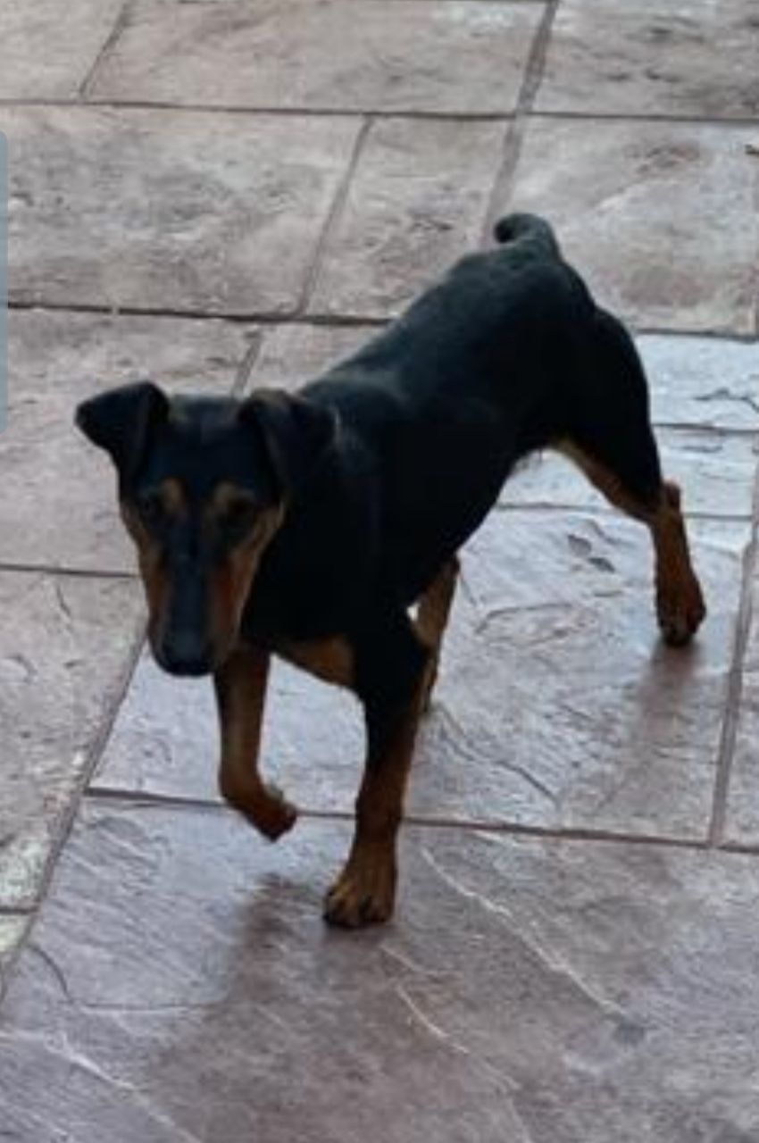 Найден ягдтерьер в районе Константиновки - Животные в Симферополь