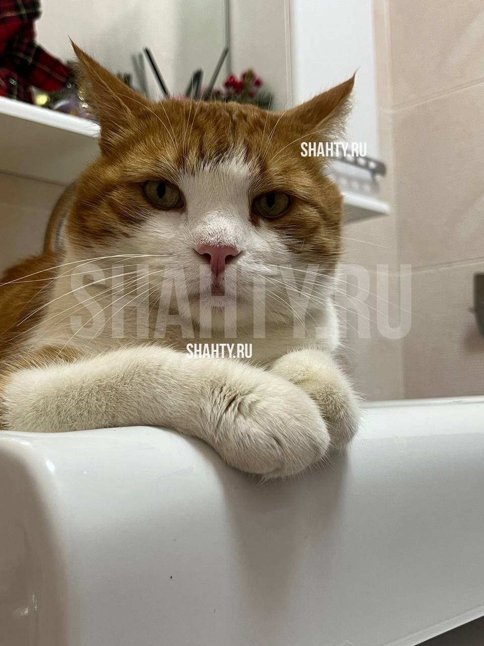 Пропал котик Максим в Шахтах - Животные в Шахты