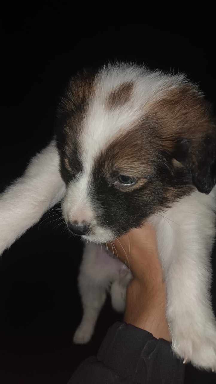 Потерялся щенок - Животные в Шахты