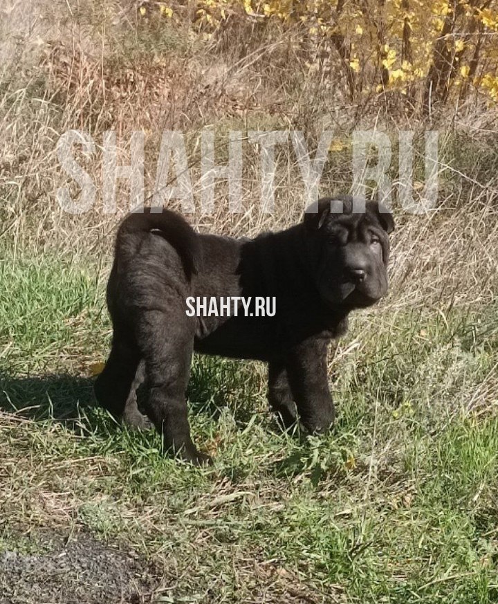 Пропал щенок шарпея в Шахтах - Животные в Шахты