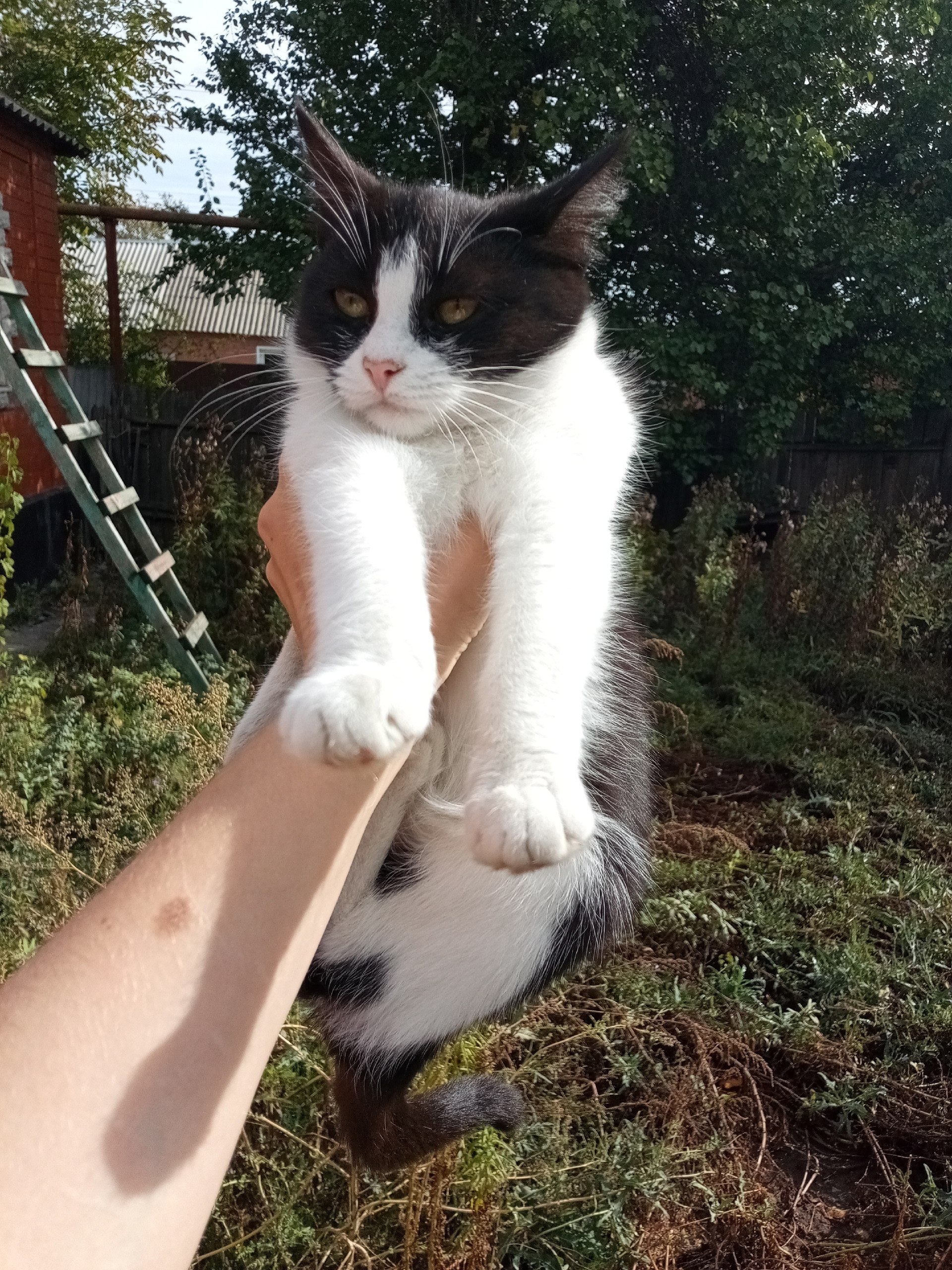 Котята-подростки ищут дом - Животные в Шахты