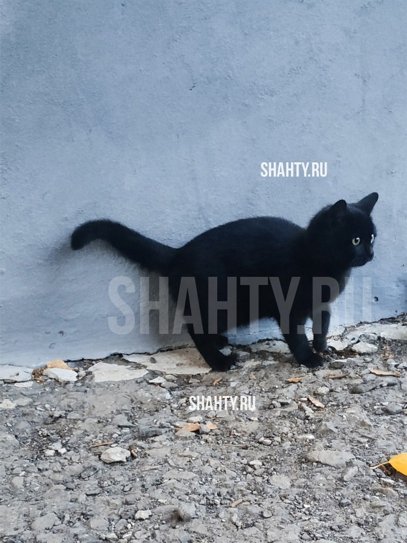 Потерялась черная кошечка в Шахтах - Животные в Шахты