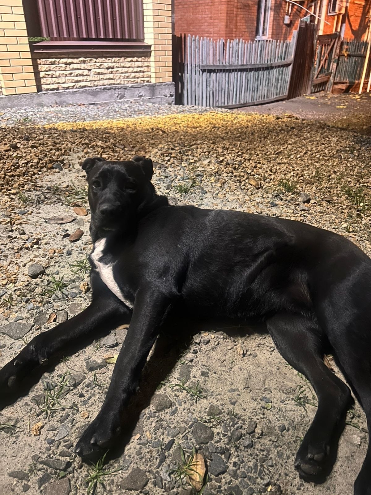 Поиск хозяев для молодой девочки - Животные в Шахты