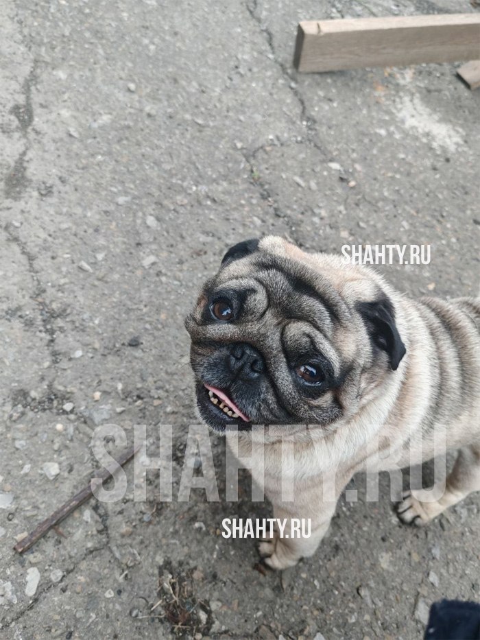 Нашли собаку породы мопс - Животные в Шахты