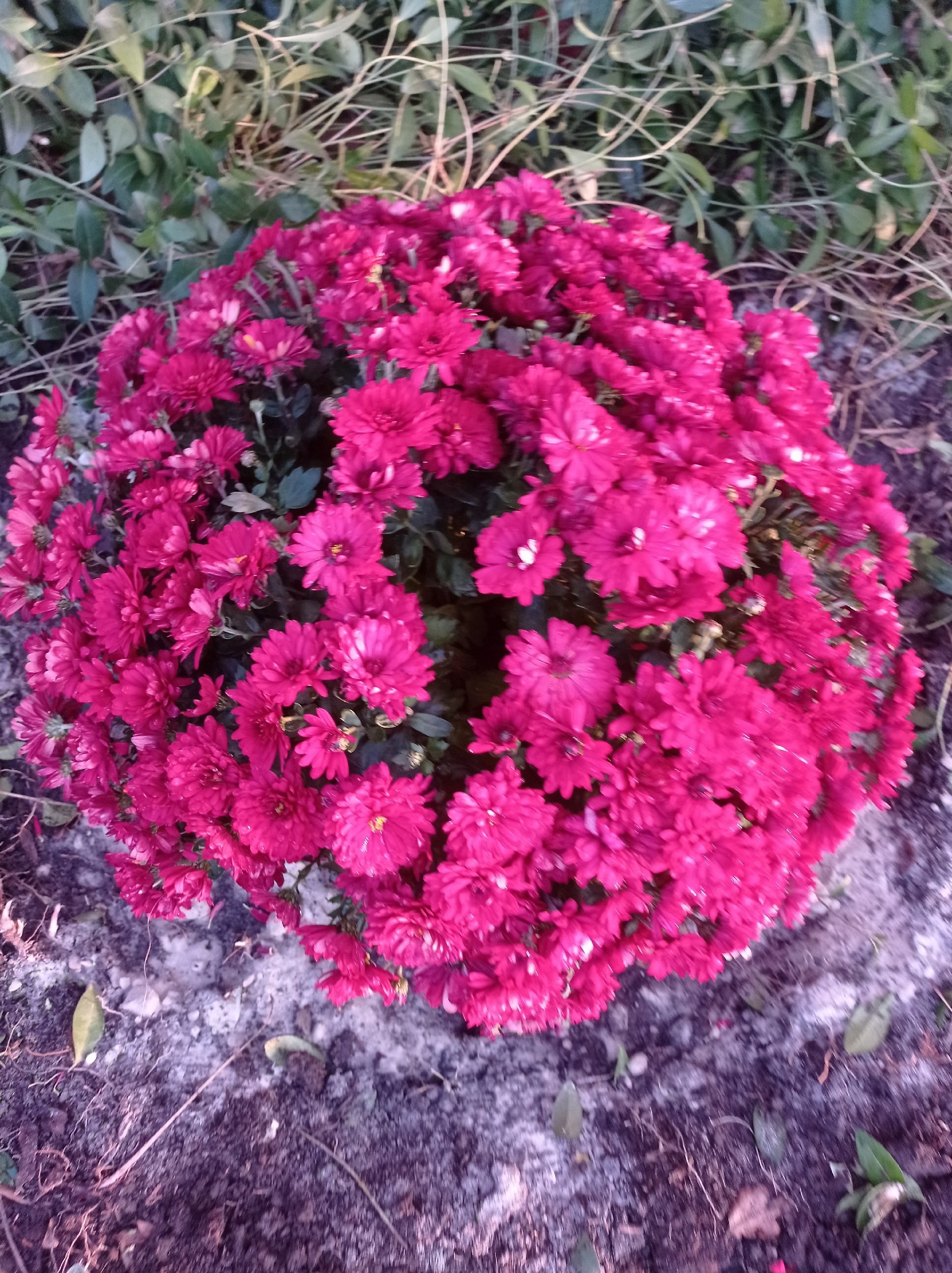 Пропали туя и хризантемы - Хобби и отдых в Шахты