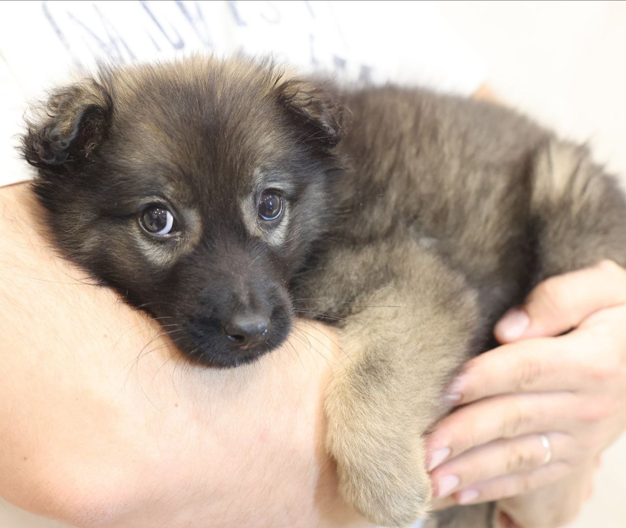 Поиск семьи для щенков метисов овчарки - частное объявление в Коломна