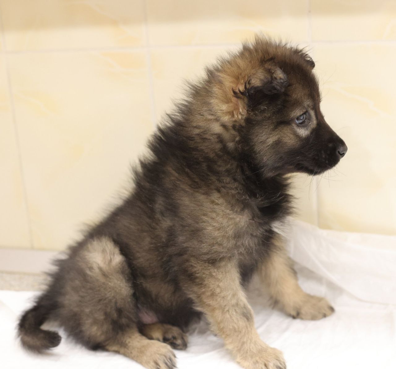 Поиск семьи для щенков метисов овчарки - Животные в Коломна - фото 3