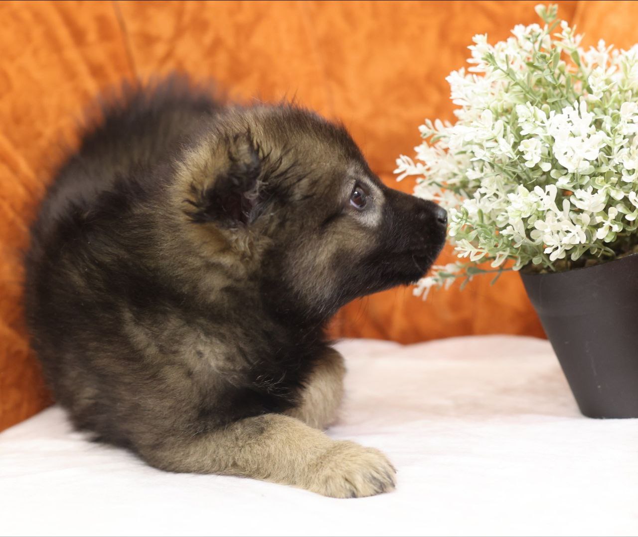 Поиск семьи для щенков метисов овчарки - Животные в Коломна - фото 4