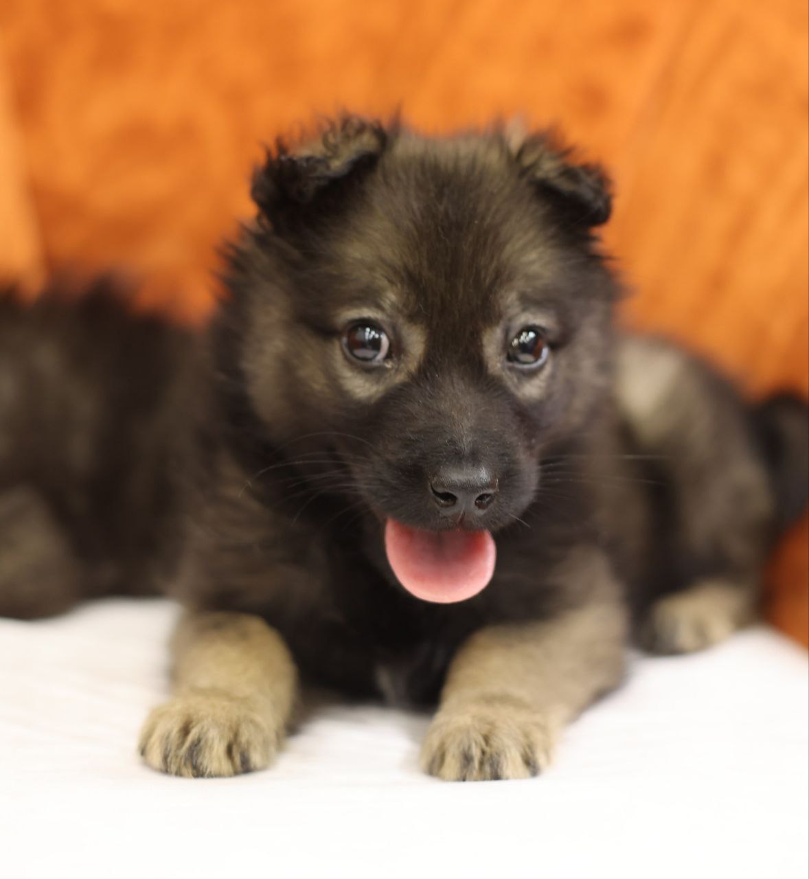 Поиск семьи для щенков метисов овчарки - Животные в Коломна - фото 5