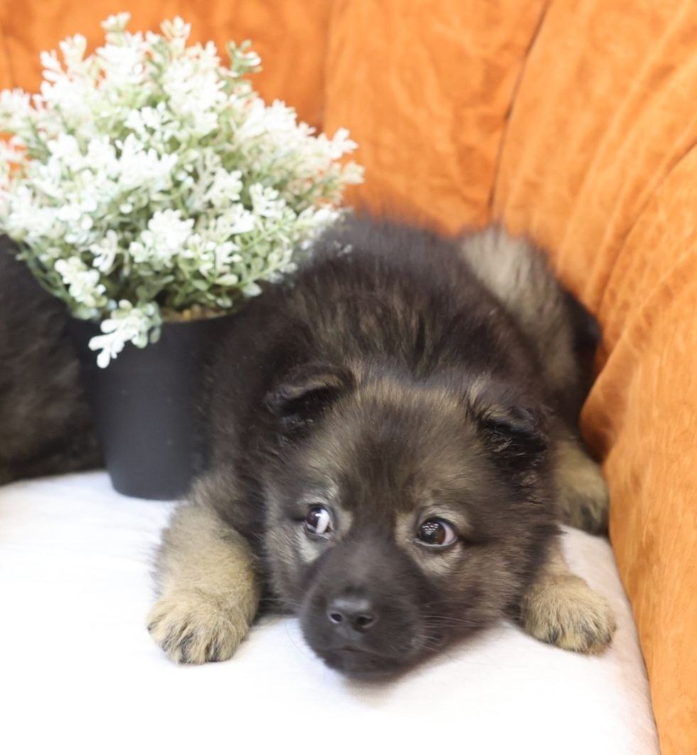 Поиск семьи для щенков метисов овчарки - Животные в Коломна - фото 6