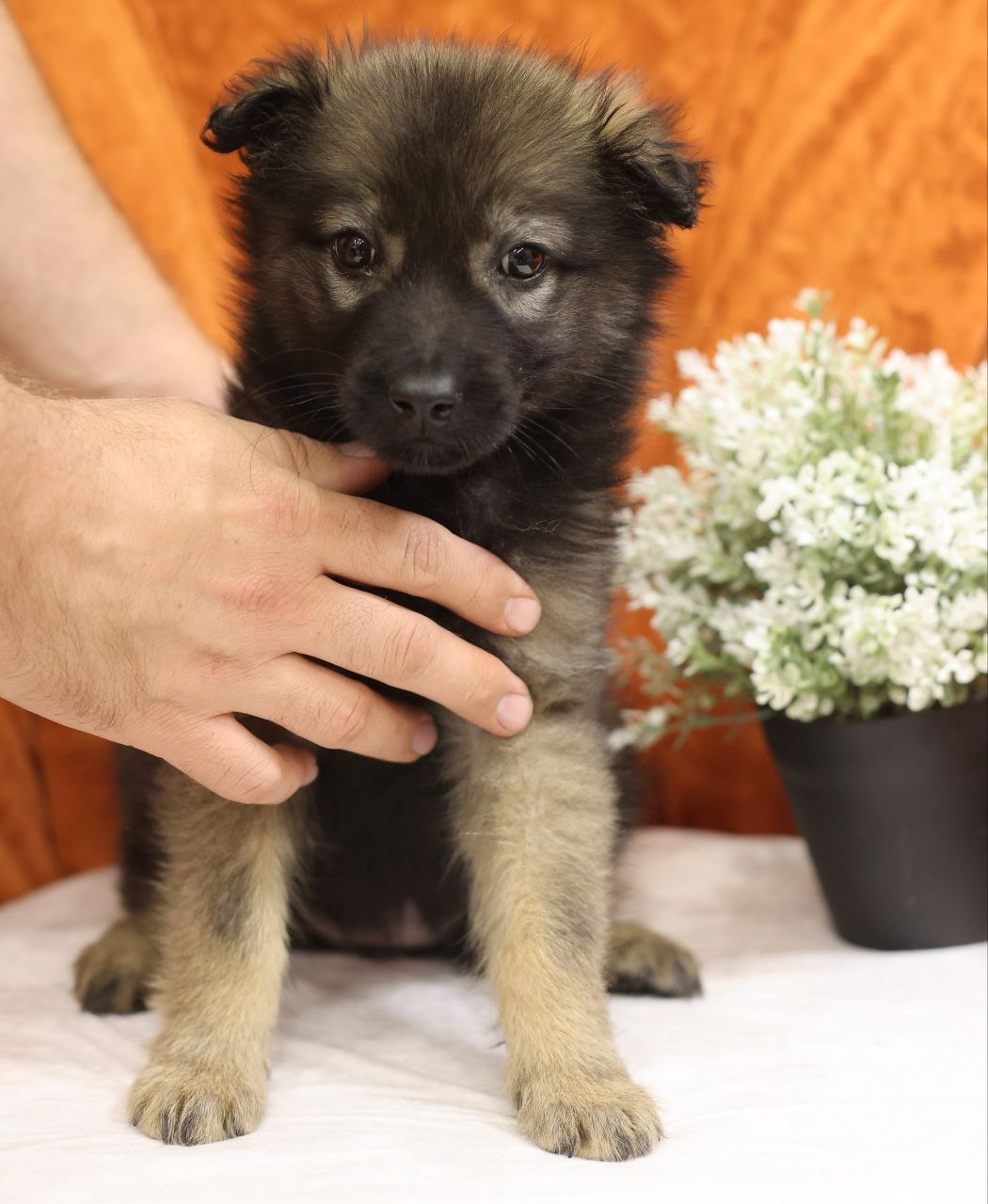 Поиск семьи для щенков метисов овчарки - Животные в Коломна - фото 7