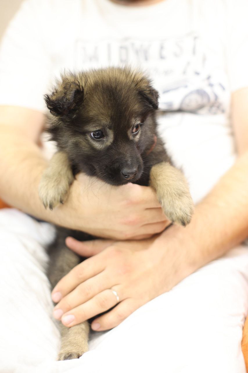 Поиск любящей семьи для двух котят - частное объявление в Коломна