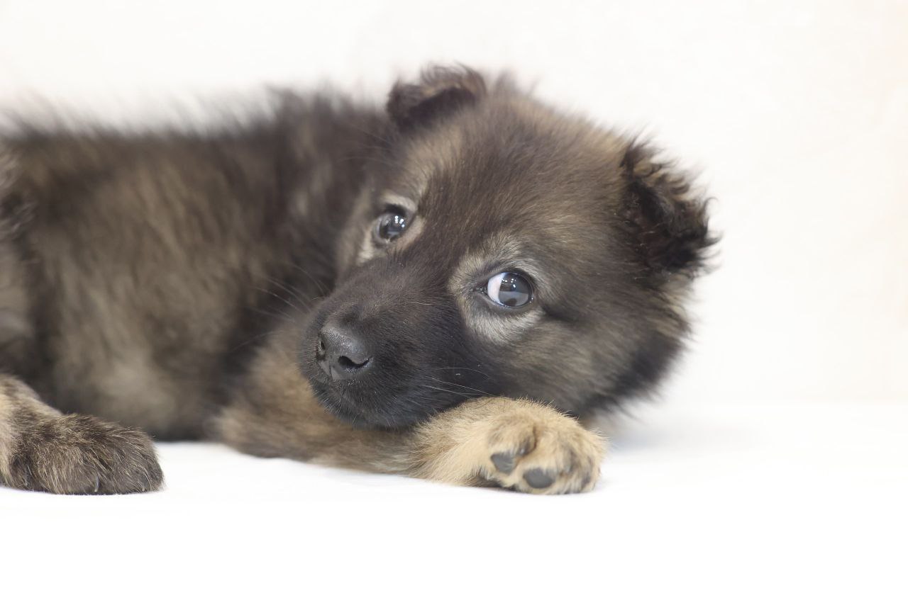 Поиск любящей семьи для двух котят - Животные в Коломна - фото 3