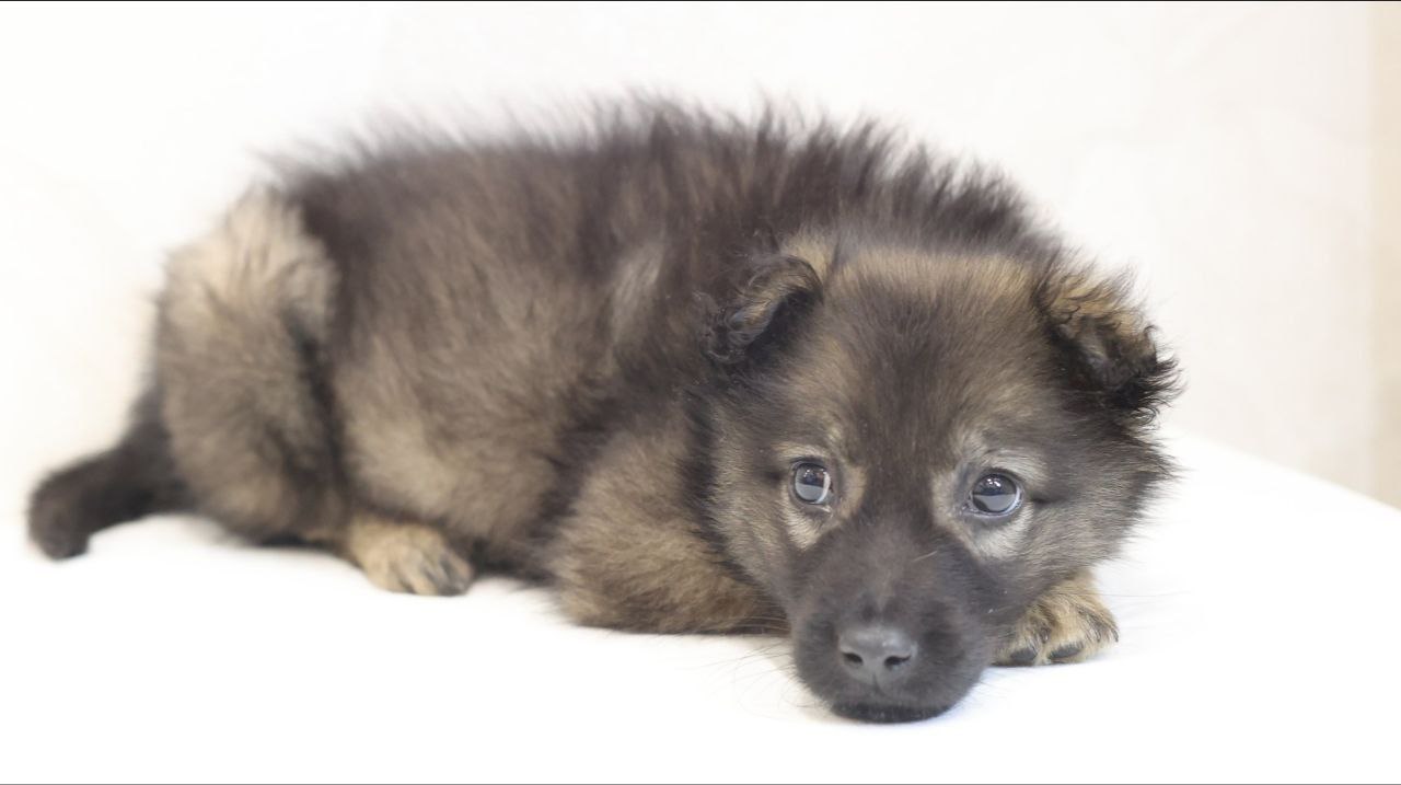 Поиск любящей семьи для двух котят - Животные в Коломна - фото 4