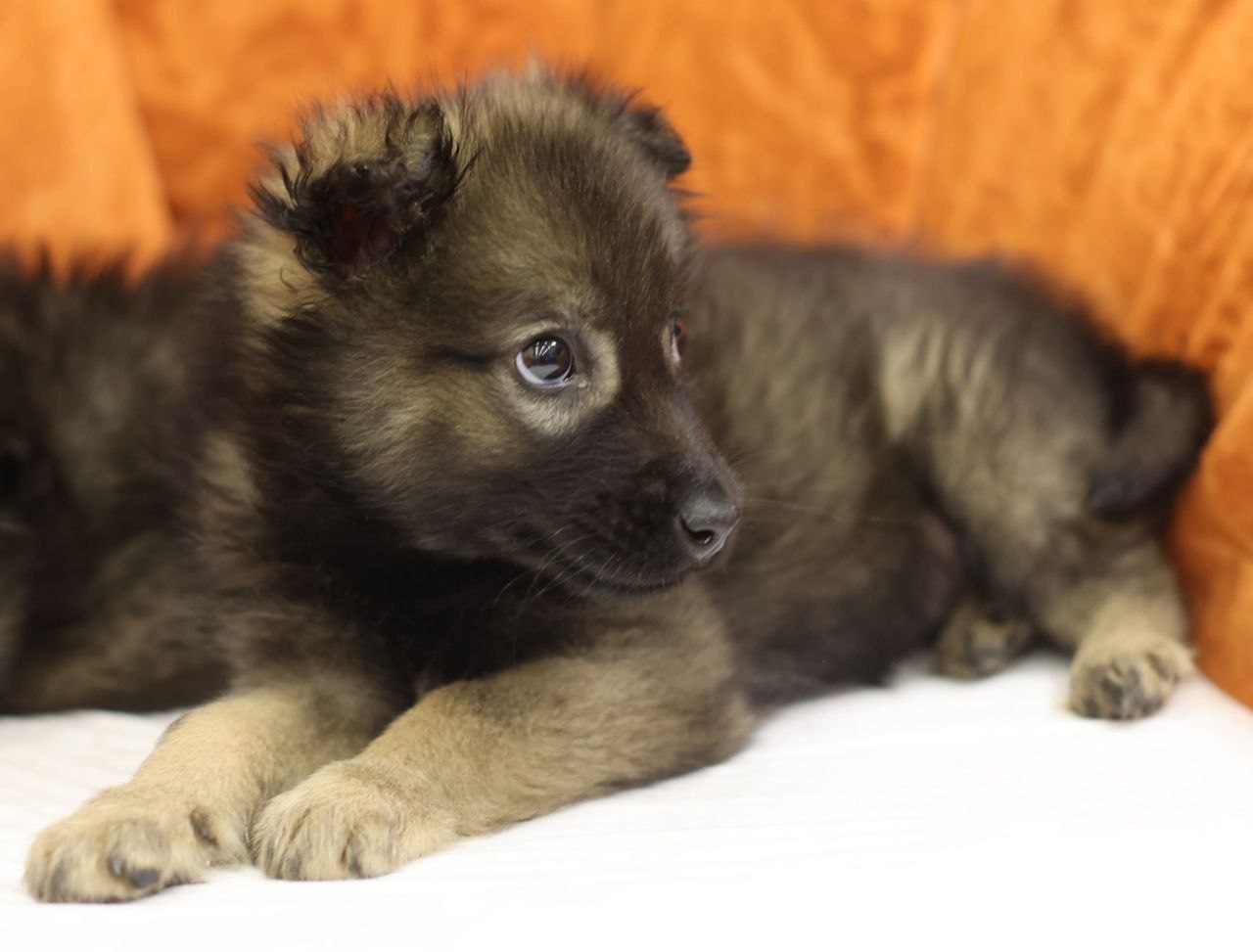 Поиск любящей семьи для двух котят - Животные в Коломна - фото 5