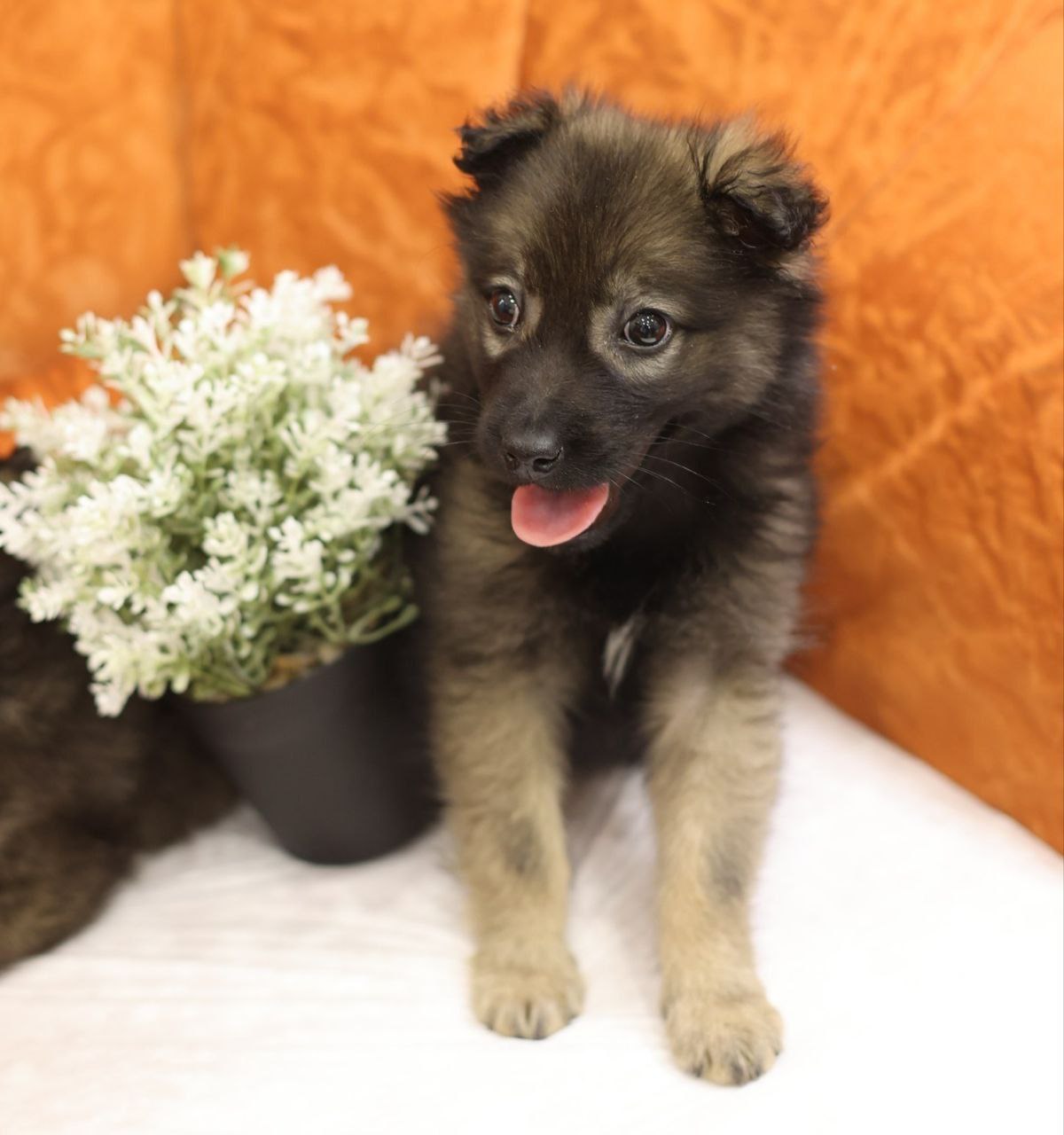 Поиск любящей семьи для двух котят - Животные в Коломна - фото 6