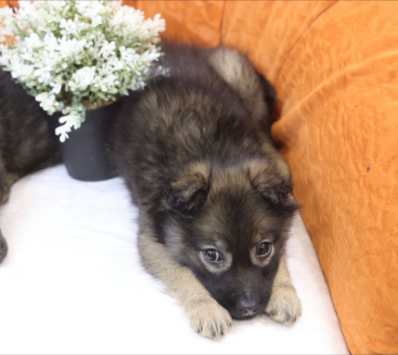 Поиск любящей семьи для двух котят - Животные в Коломна - фото 7