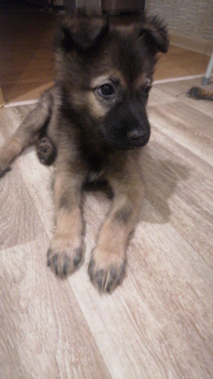 Две девочки-малышки ищут хозяев - частное объявление в Коломна