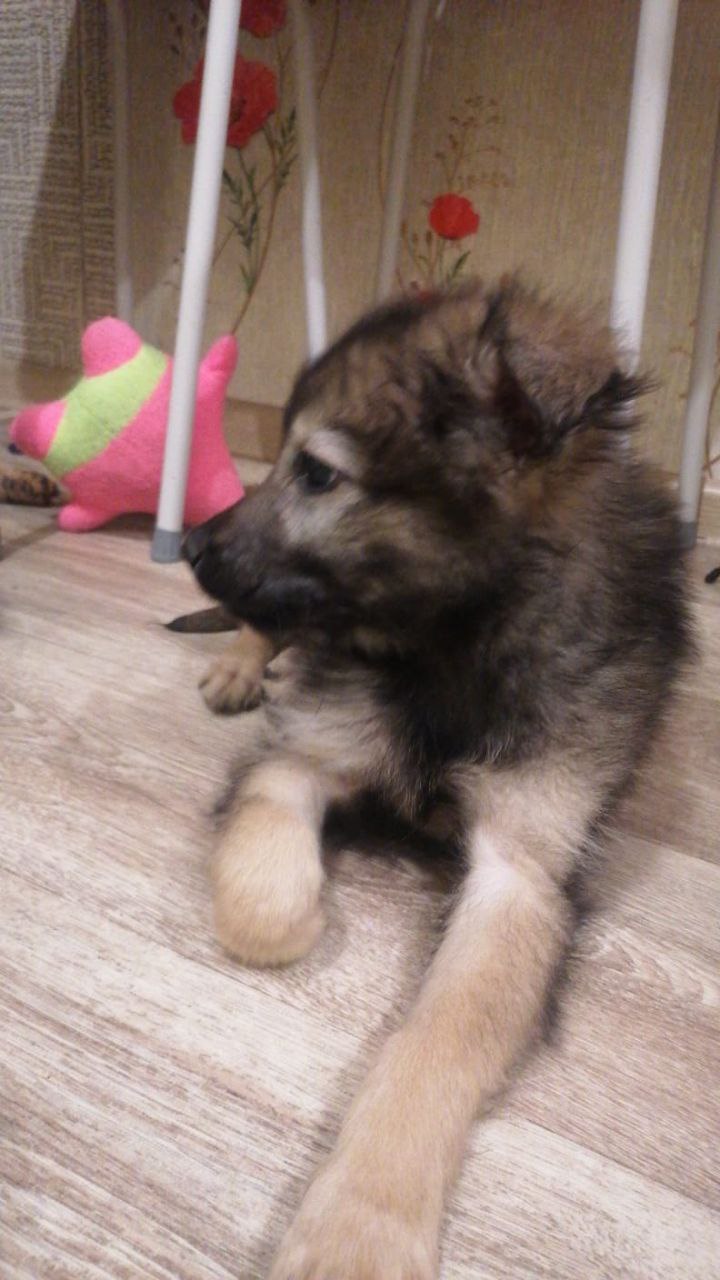 Две девочки-малышки ищут хозяев - Животные в Коломна - фото 3