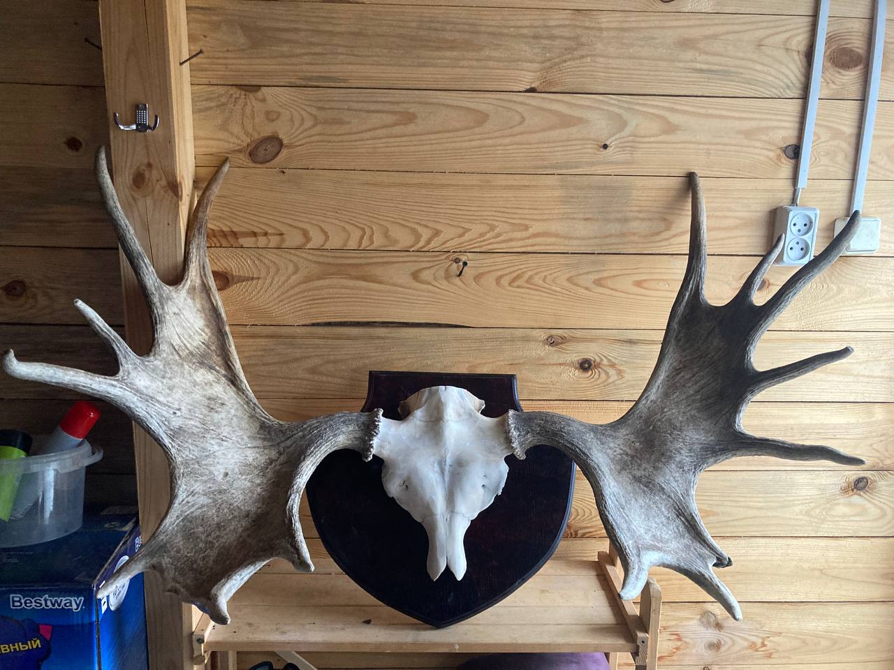 Рога лося - Хобби и отдых в Рязань