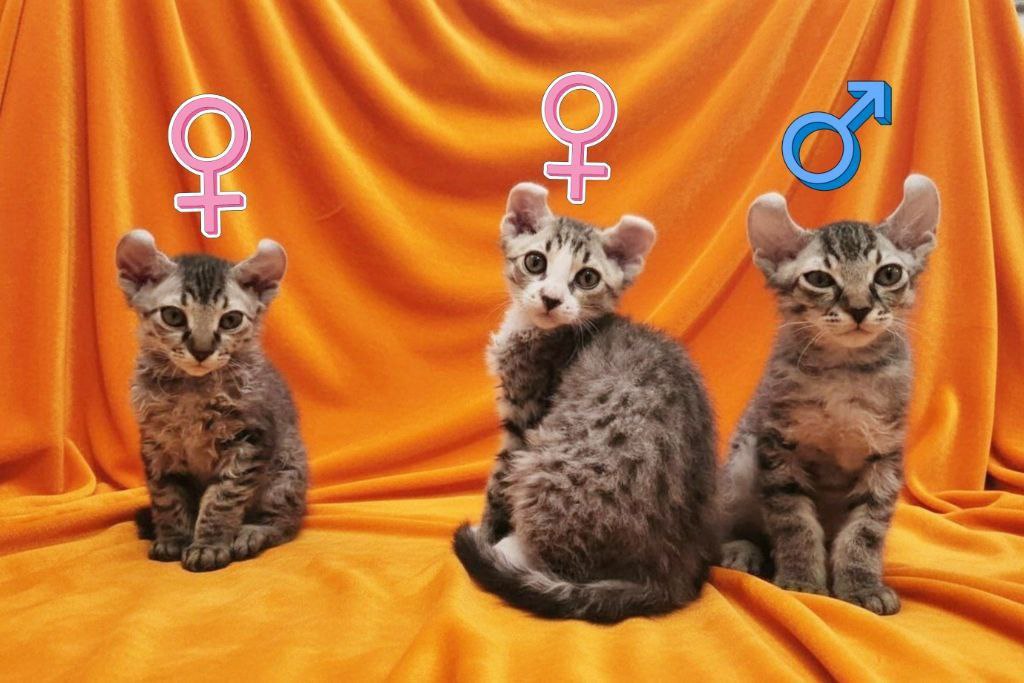 Котята редких пород Американский кёрл и Донской Эльф - Животные в Москва