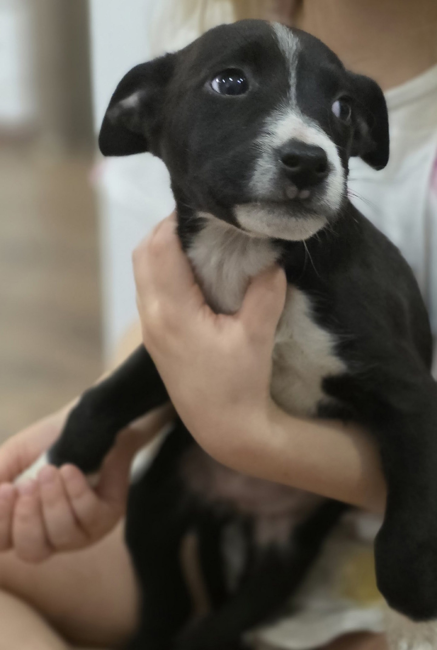 Малыши ищут дом - Животные в Рыбинский район