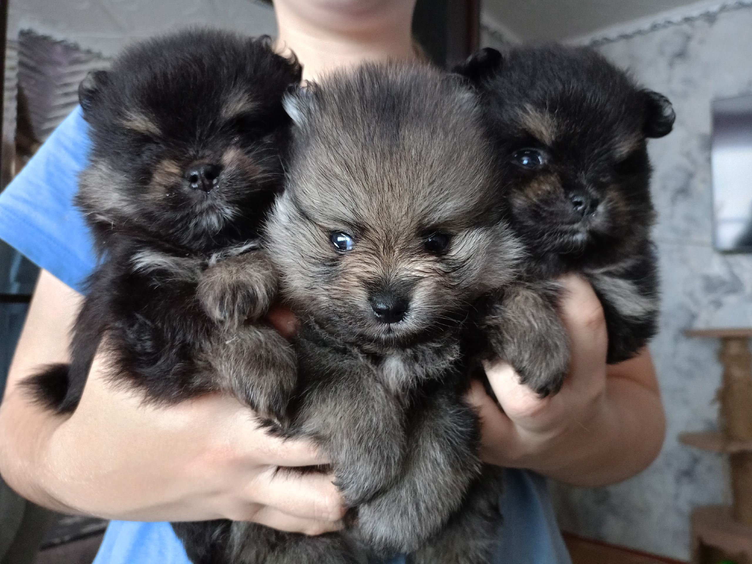 Продажа щенков померанского шпица - Животные в Рыбинск