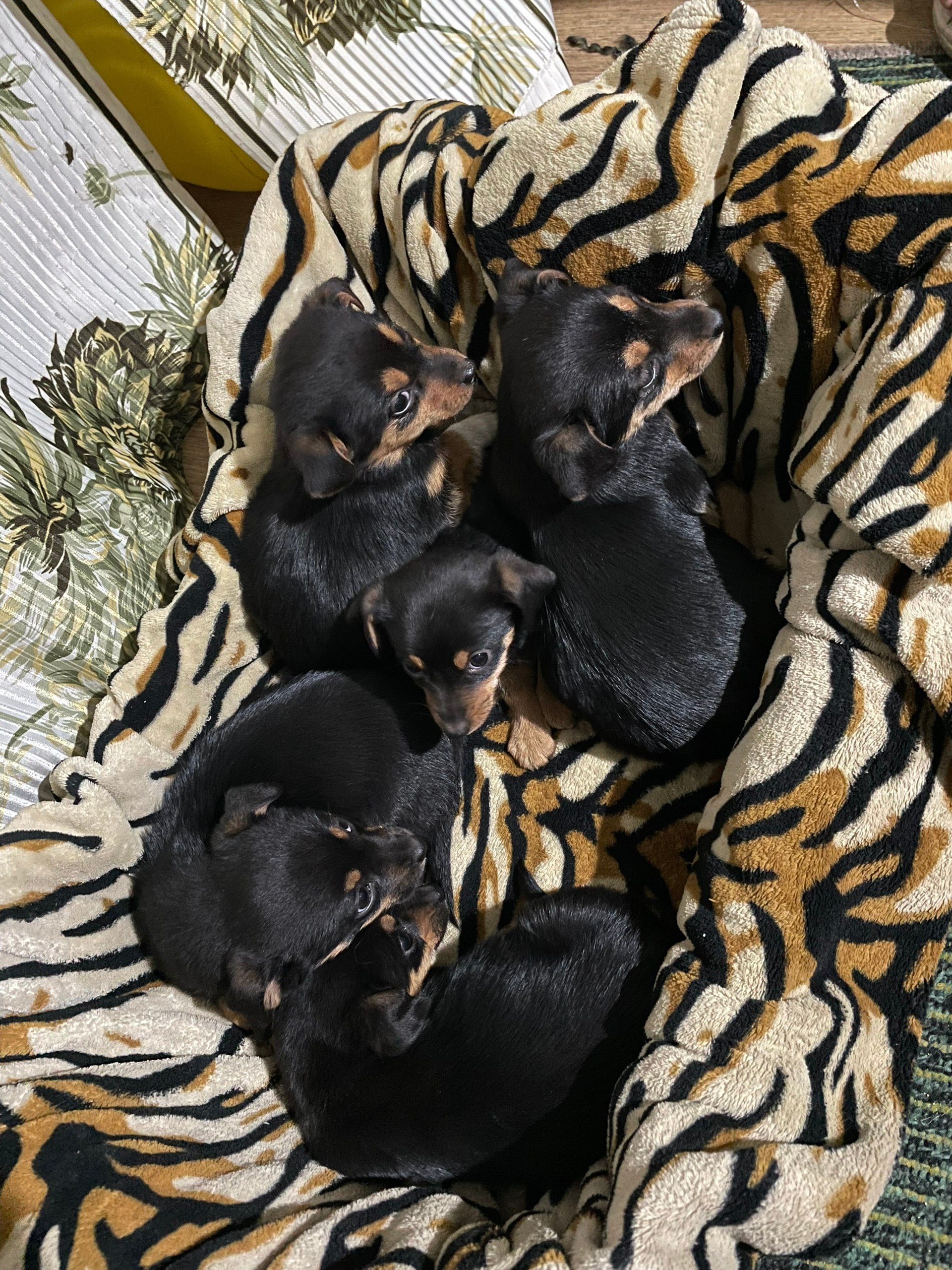 Подбросили собачек - нужен дом - Животные в Рыбинский район