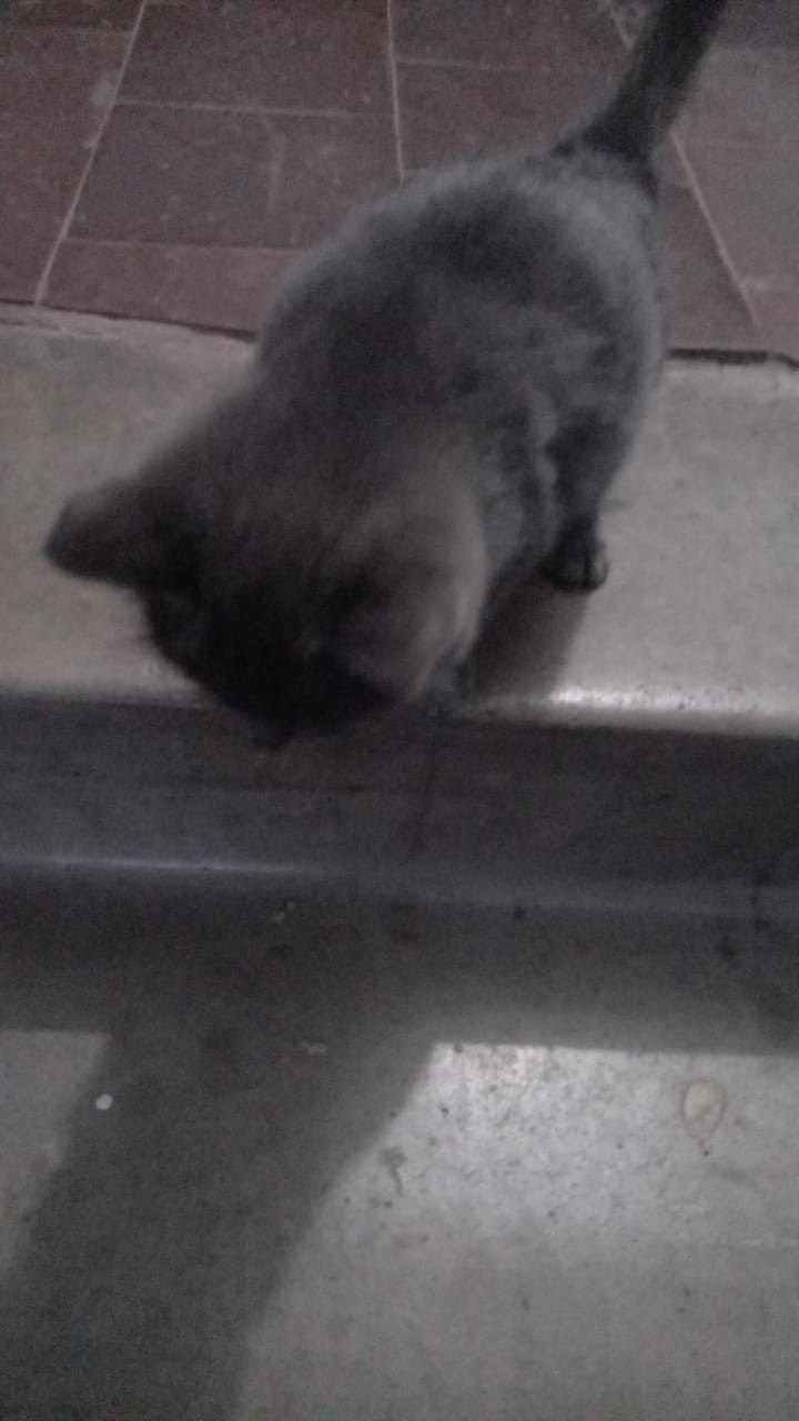Найден маленький котенок в подъезде - Животные в Заозёрный