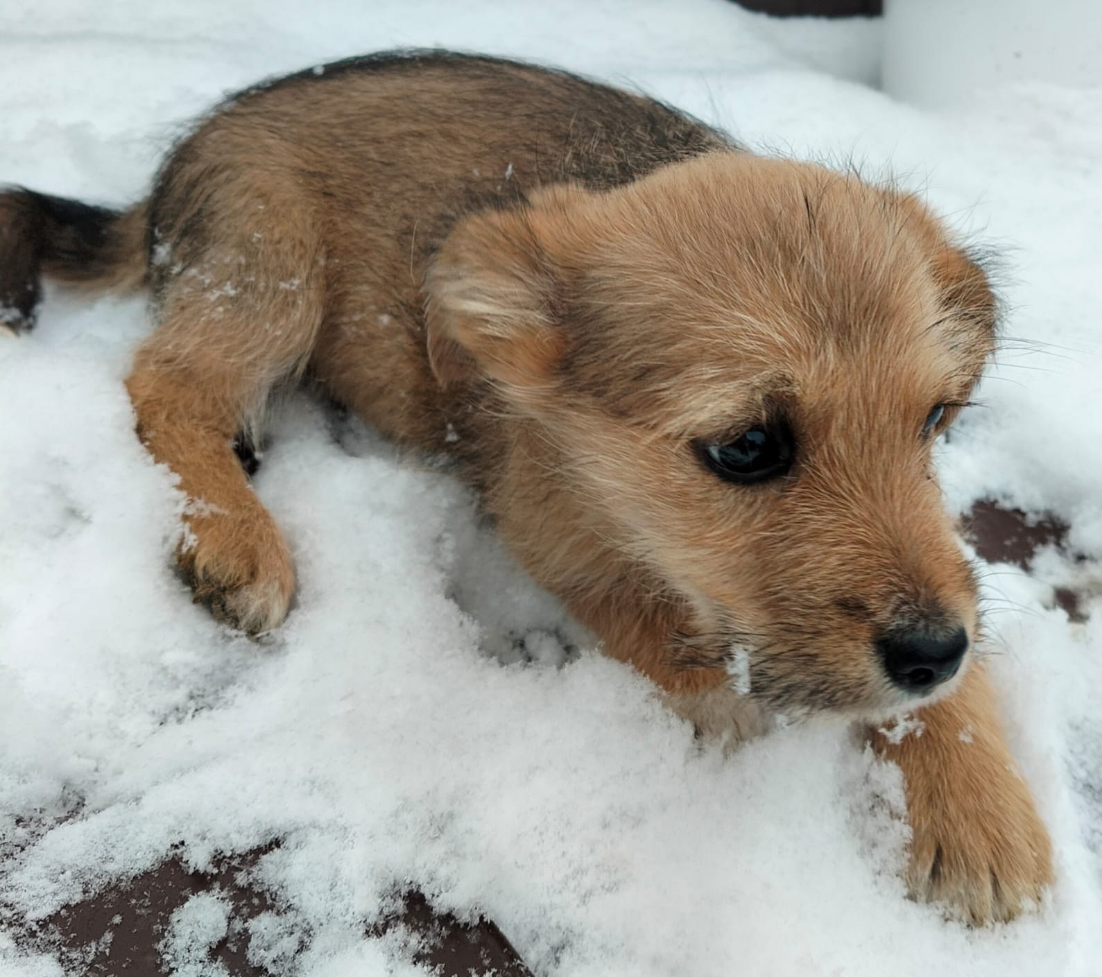 Ищем хозяев для щенков и их мамы - Животные в Рыбинский район