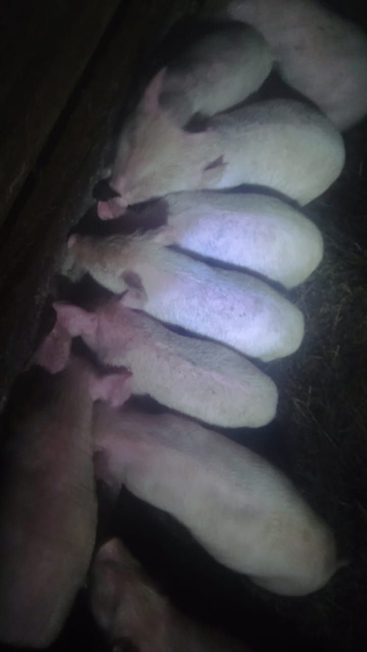 Продаются поросята породы ландрасы - Животные в Рыбинский район