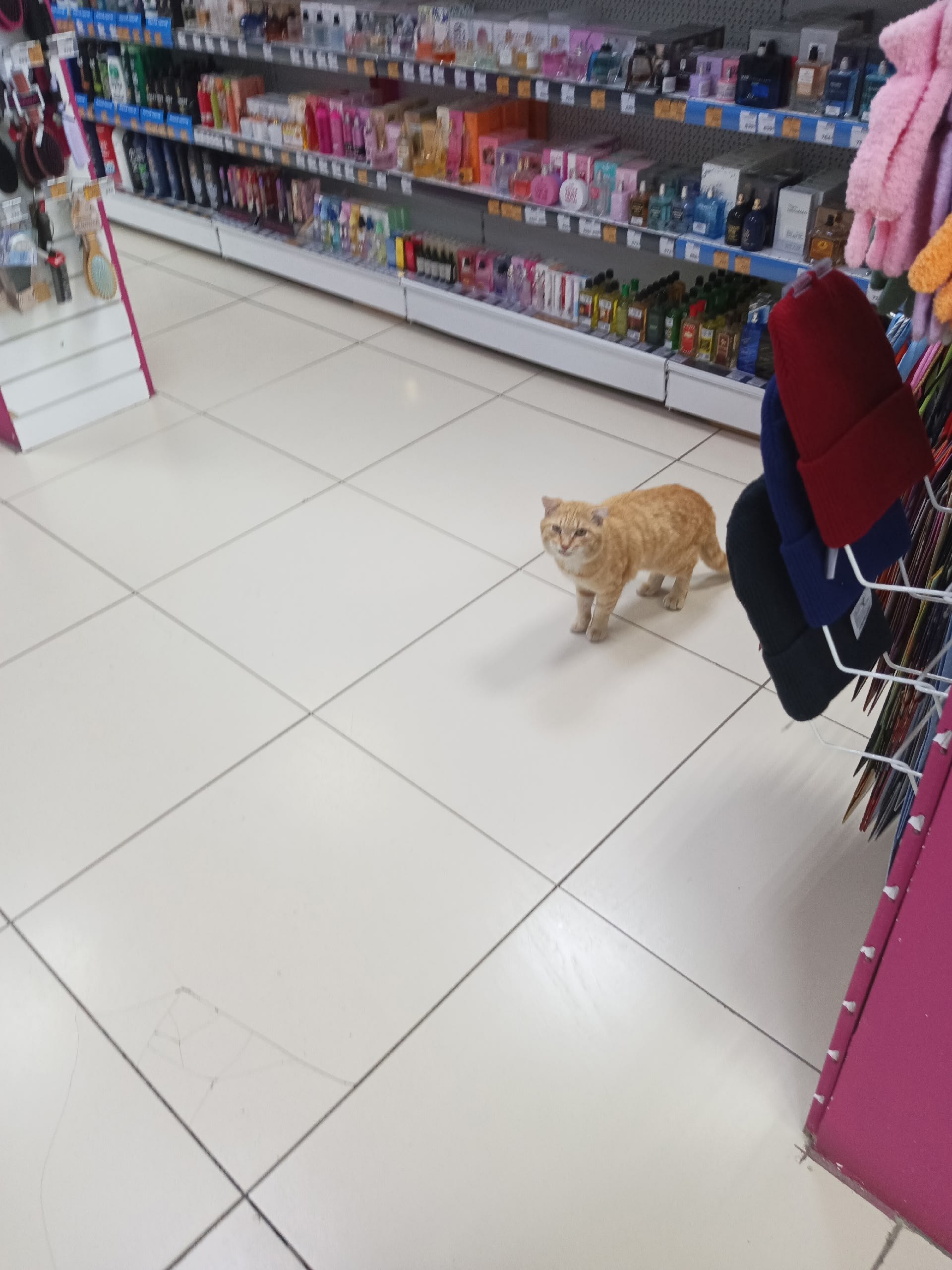 Чей котик на 40 лет октября - Животные в Рыбинский район