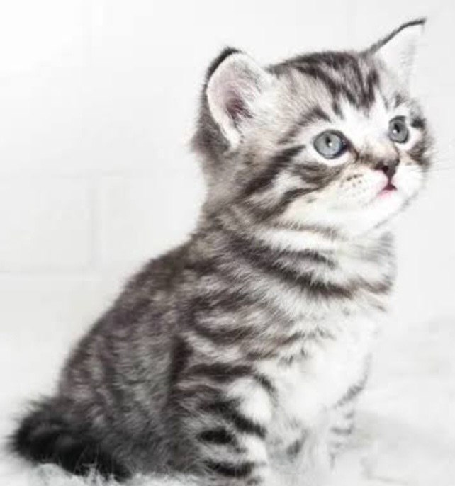 Отдам красивого котика - частное объявление в Рыбинск