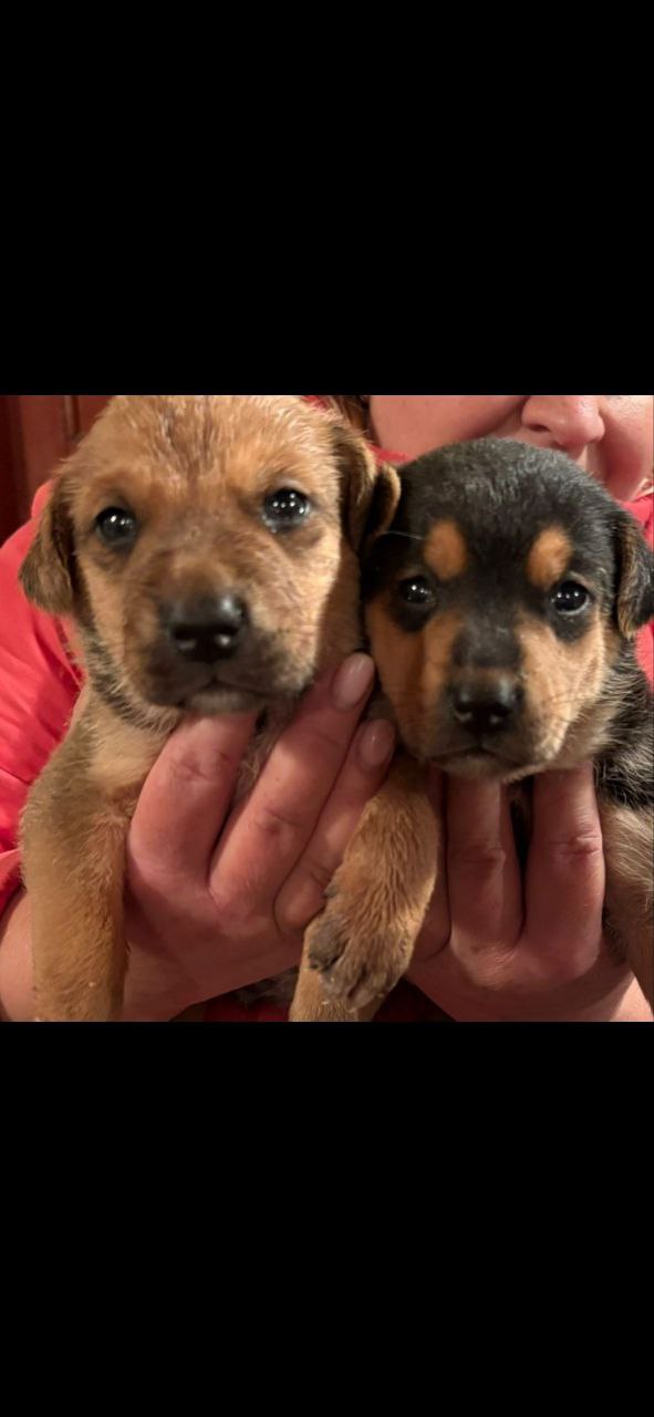 Помогите найти хозяев малышам - Животные в Воронеж