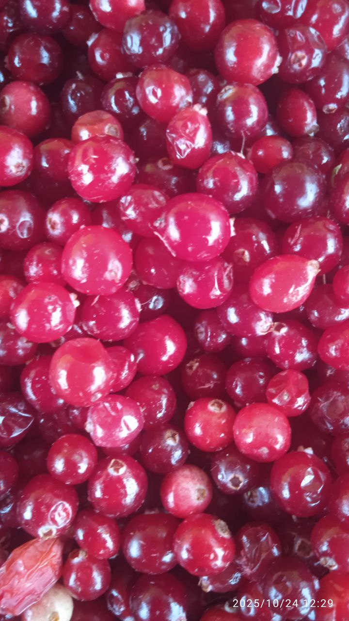 Продажа свежих ягод и грибов - Хобби и отдых в Красноярск