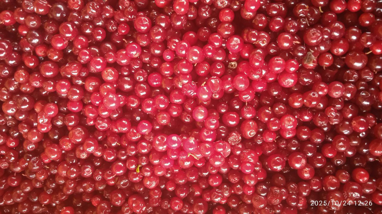 Продажа свежих ягод и грибов - Хобби и отдых в Красноярск - фото 2