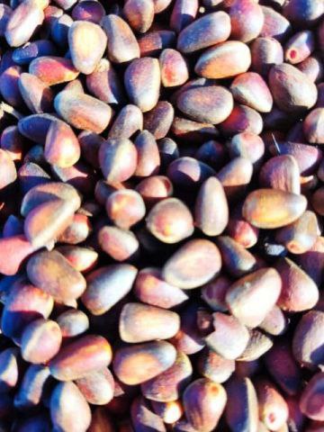 Продажа свежих ягод и грибов - Хобби и отдых в Красноярск - фото 3