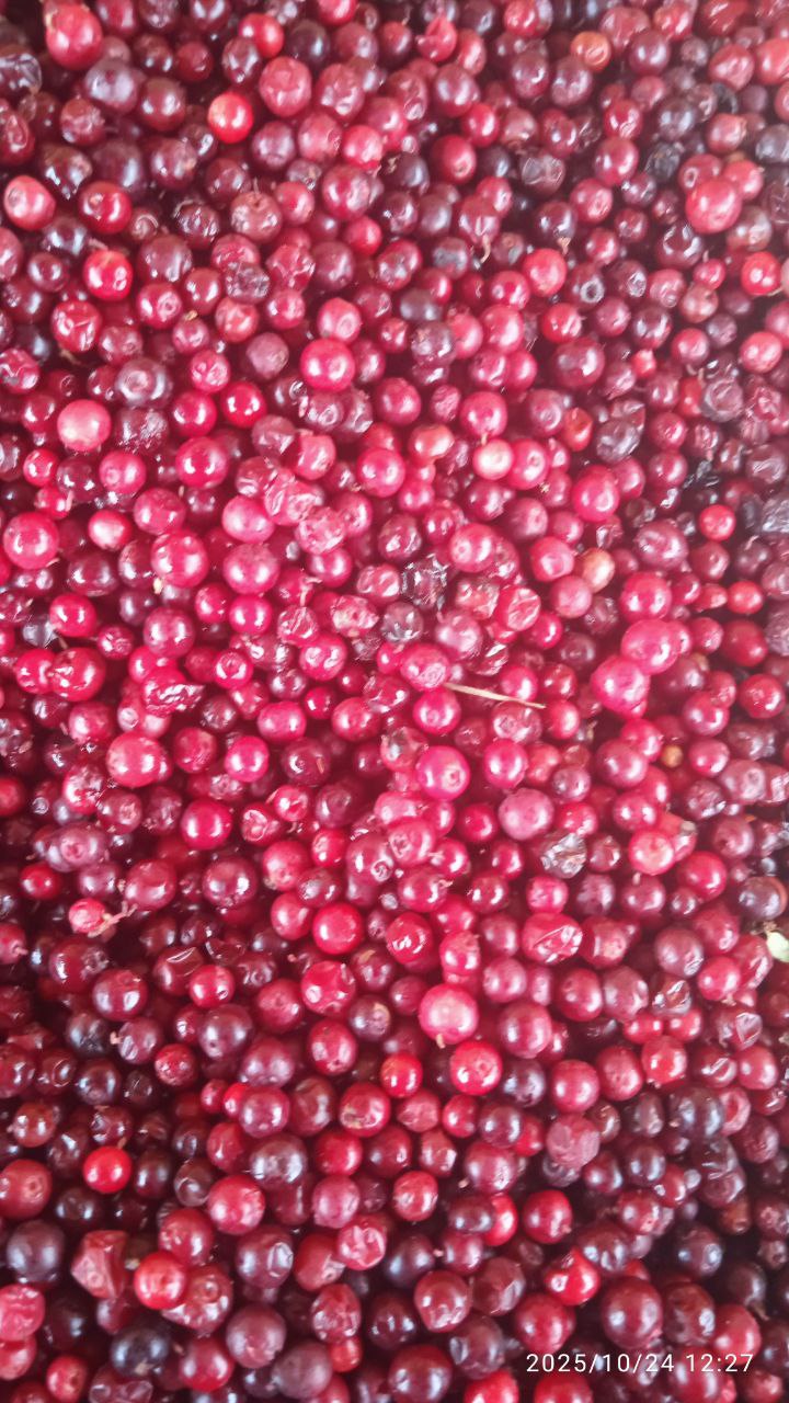 Продажа свежих ягод и грибов - Хобби и отдых в Красноярск - фото 5