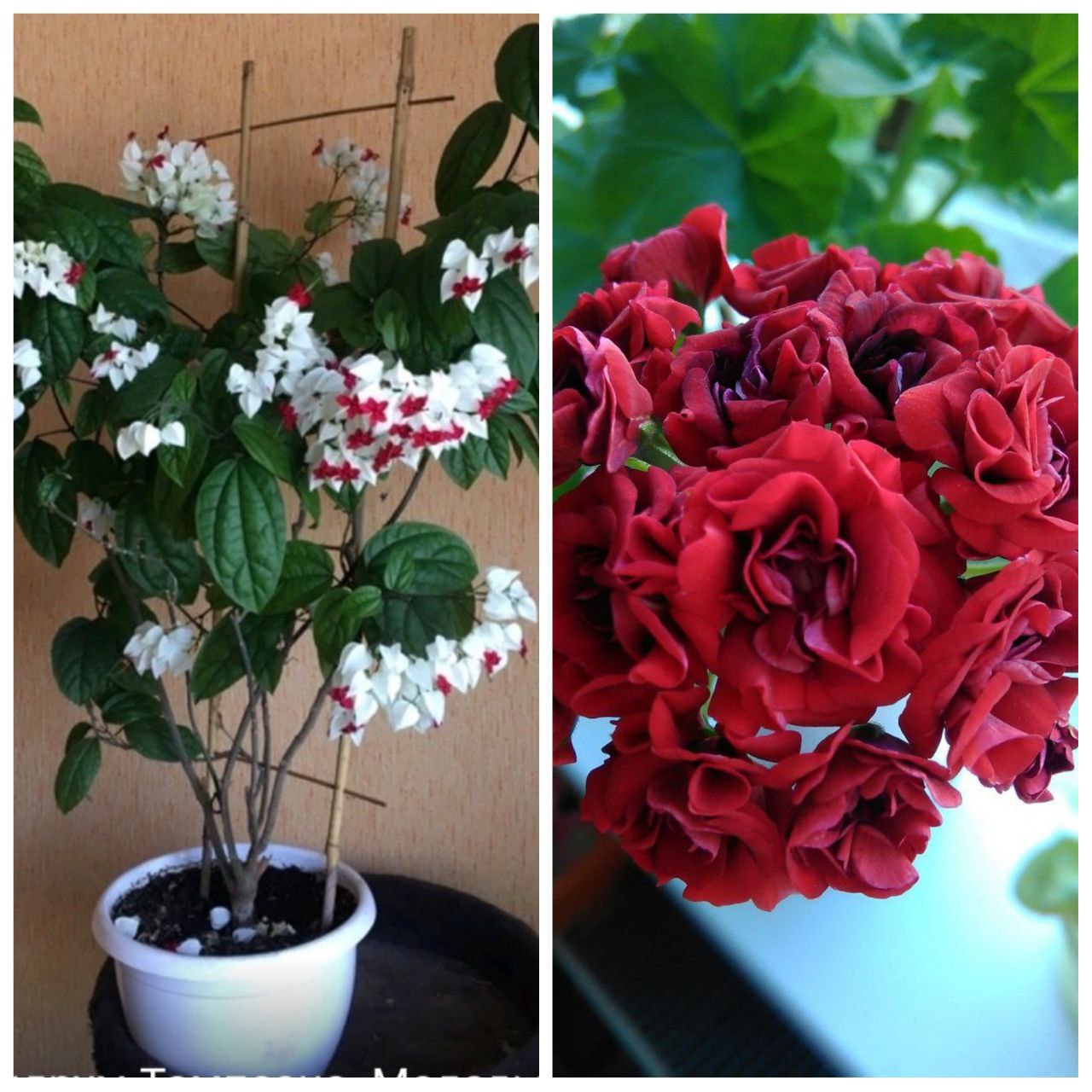 Продам розебудную герань и клеродендрум Томпсона - Хобби и отдых в Красноярск