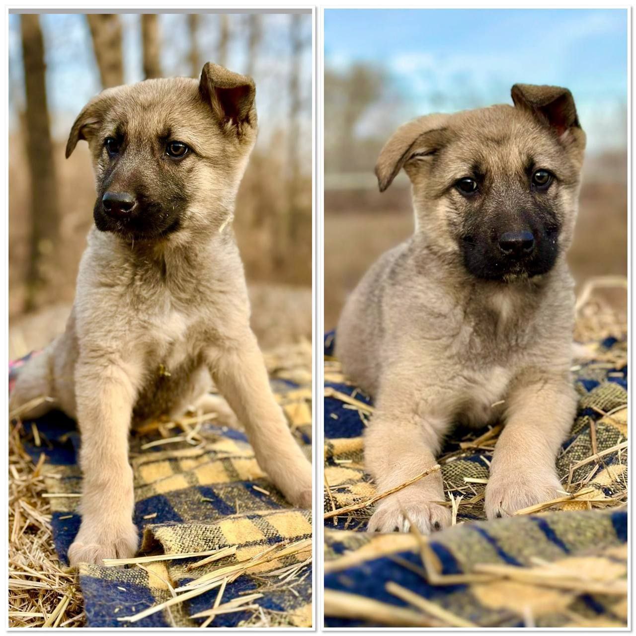 Щенок ищет хозяев - Животные в Красноярск